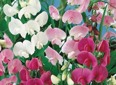 (S) Perennial Sweet Pea seeds 1g (430178)