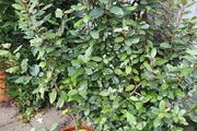 Eleagnus Ebbengei