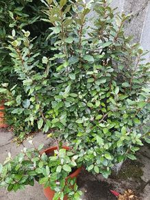 Eleagnus Ebbengei
