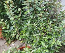 Eleagnus Ebbengei