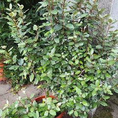 Eleagnus Ebbengei