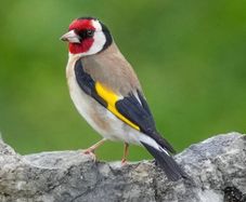 goldfinch's and mules