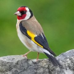 goldfinch's and mules