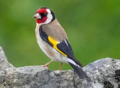goldfinch's and mules