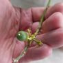 Kaffir lime tree House plant Image 8