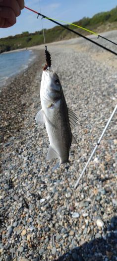 Ragworms for fishing