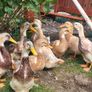 Saxony Ducks Image 3