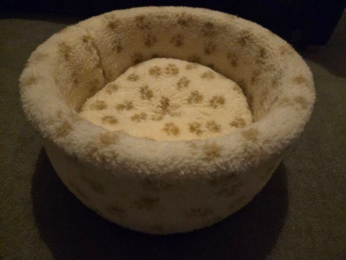 cat bed