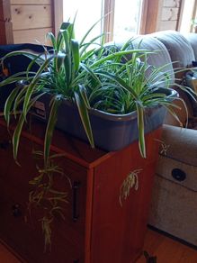 spider plants