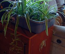 spider plants