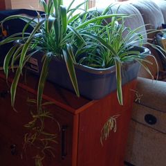 spider plants