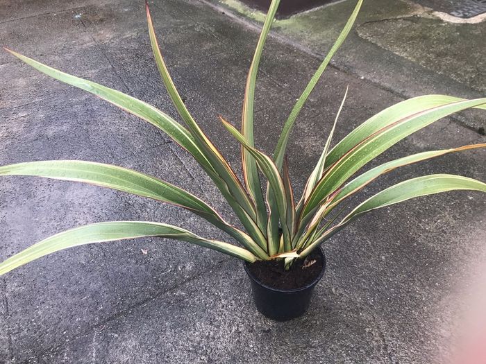 Phormium plant