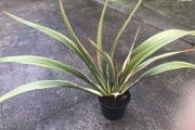 Phormium plant