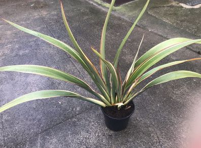 Phormium plant