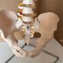 Flexible Spine Model Life Size Image 5