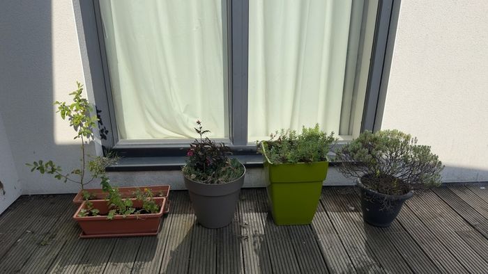 5 plants and garden stuff