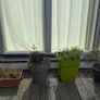 5 plants and garden stuff Image 7