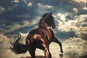 Bruce Springsteen - Western Stars Limited Edition 2 x LP Blue Vinyl