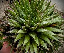 Aloe aristata