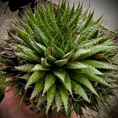 Aloe aristata