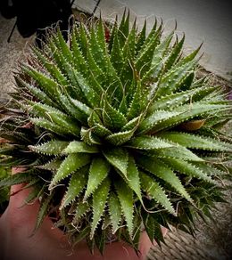 Aloe aristata