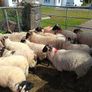Ram lambs Image 3