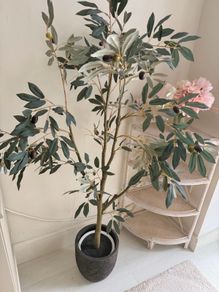 Olive Tree