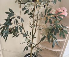 Olive Tree