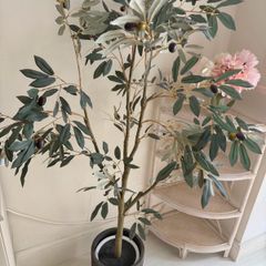 Olive Tree