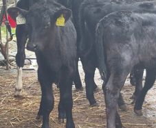 Once A Day Heifer Claves