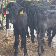 Once A Day Heifer Claves