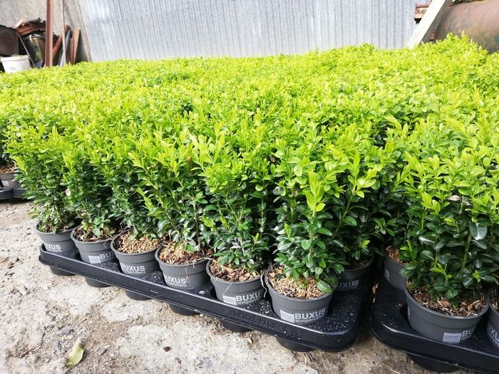 Box Hedging