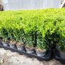 Box Hedging Image 3
