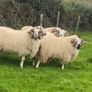 Hoggot Rams Image 2