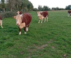 Pedigree Hereford Heifers