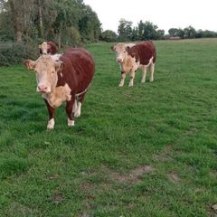 Pedigree Hereford Heifers