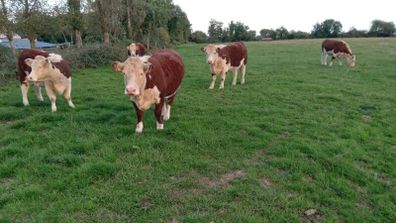 Pedigree Hereford Heifers