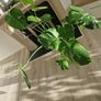 monstera plant Image 2