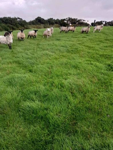 Ewe lambs for sale