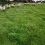 Ewe lambs for sale Image 4
