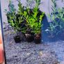 Laurel Hedging in 5 litre pot 4ft just 5 euro Image 4