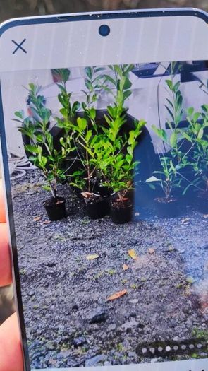 Laurel Hedging in 5 litre pot 4ft just 5 euro