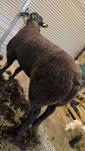 Pedigree Blue Texel Ewe lambs for sale