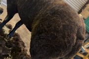 Pedigree Blue Texel Ram and Ewe lambs for sale