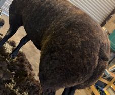 Pedigree Blue Texel Ram and Ewe lambs for sale