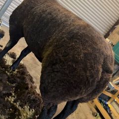 Pedigree Blue Texel Ram and Ewe lambs for sale