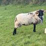 Hog ram for sale Image 3