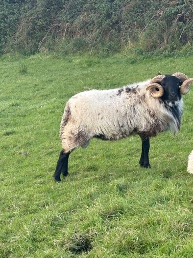 Hog ram for sale