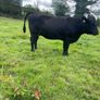 In calf Aubrac cross heifers Image 4