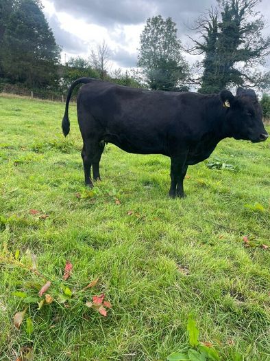 In calf Aubrac cross heifers